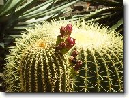 Cactus