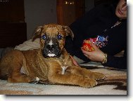 Deutscher Boxer