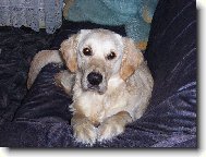Golden retriever (Dog standard)