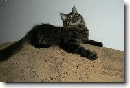 Maine coon (cat)