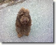 Poodle, caniche (Dog standard)