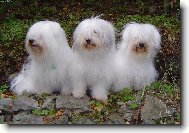 Coton de tulear (Dog standard)