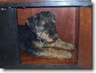 Terrier