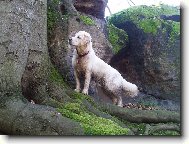 Golden retriever (Dog standard)