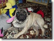 Pug (Dog standard)