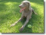 Weimaraner (Dog standard)