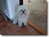 Bichon á poil frisé, Bichon Frise