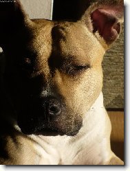 American staffordshire terrier (Dog standard)