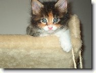 Maine coon (cat)