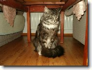 Maine coon (cat)
