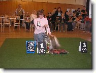 Shih tzu (Dog standard)