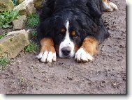 Bernese mountain dog (Dog standard)