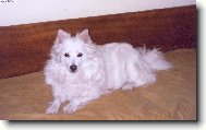 Deutscher spitz - Mittelspitz, German Spitz Medium size Spitz