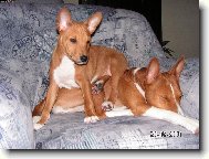 Congo Dog