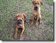 Deutscher boxer (Dog standard)