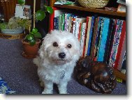 Coton de Tulear