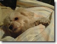 Coton de Tulear