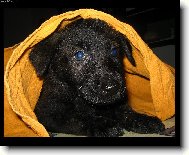 Dutch shepherd dog (Dog standard)
