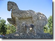 Bedlington Terrier