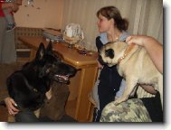 Pug (Dog standard)