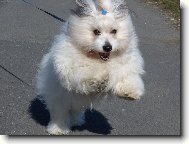 Coton de Tulear