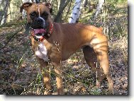 Deutscher Boxer