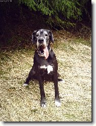 Great dane (Dog standard)