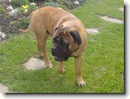 Bullmastiff (Dog standard)