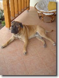Bullmastiff (Dog standard)