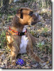 Deutscher Boxer