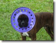 Deutscher boxer (Dog standard)