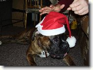 Deutscher boxer (Dog standard)