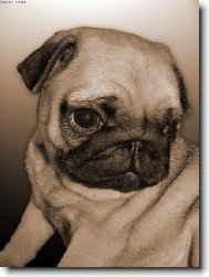 Pug (Dog standard)