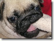Pug (Dog standard)