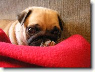Pug (Dog standard)