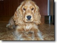 English cocker spaniel (Dog standard)