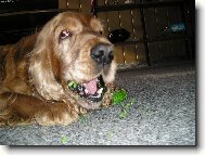 English cocker spaniel (Dog standard)