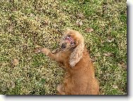 English cocker spaniel (Dog standard)