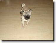 Pug (Dog standard)