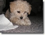 Poodle, caniche (Dog standard)