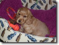 English cocker spaniel (Dog standard)