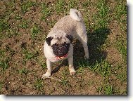 Pug (Dog standard)