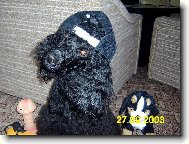 Poodle, caniche (Dog standard)