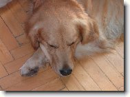 Golden retriever (Dog standard)