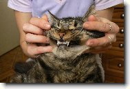 Maine coon (cat)