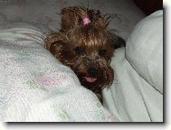 Jorkšírský terier, Yorkshire Terrier,