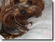 Jorkšírský terier, Yorkshire Terrier,