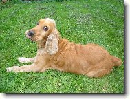 English cocker spaniel (Dog standard)