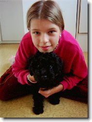 Poodle, Caniche