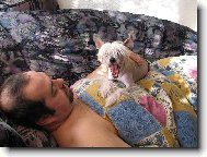 Chinese crested dog (Dog standard)